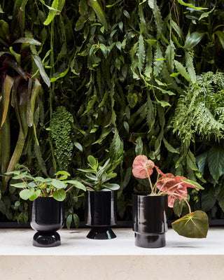 Black Goblet Planters with Plants