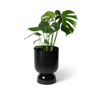 Black goblet planter with Monstera plant
