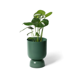 Green juniper plant in goblet planter
