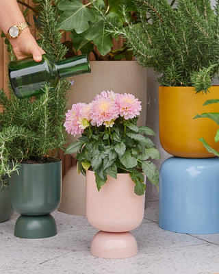 Goblet planter with pink flowers and juniper plants