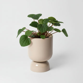Goblet planter with plant in beige