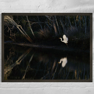Great Egret in flight framed on wall
