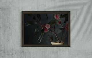 Hakea laurina art print in black frame on wall.