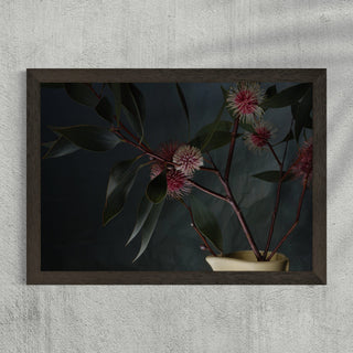 Hakea laurina in black frame art print on wall