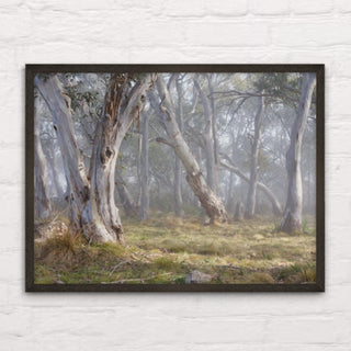 Morning light on snowy trees in black frame