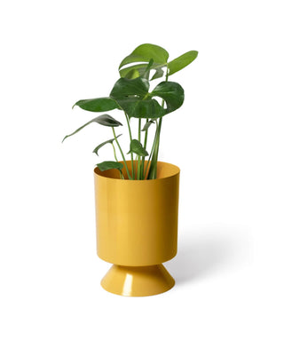 Palm Springs turmeric yellow planter with plant