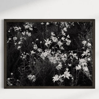 Black and white floral print Wild and Free in black frame