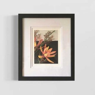 Leucadendron-1.2 framed flower art